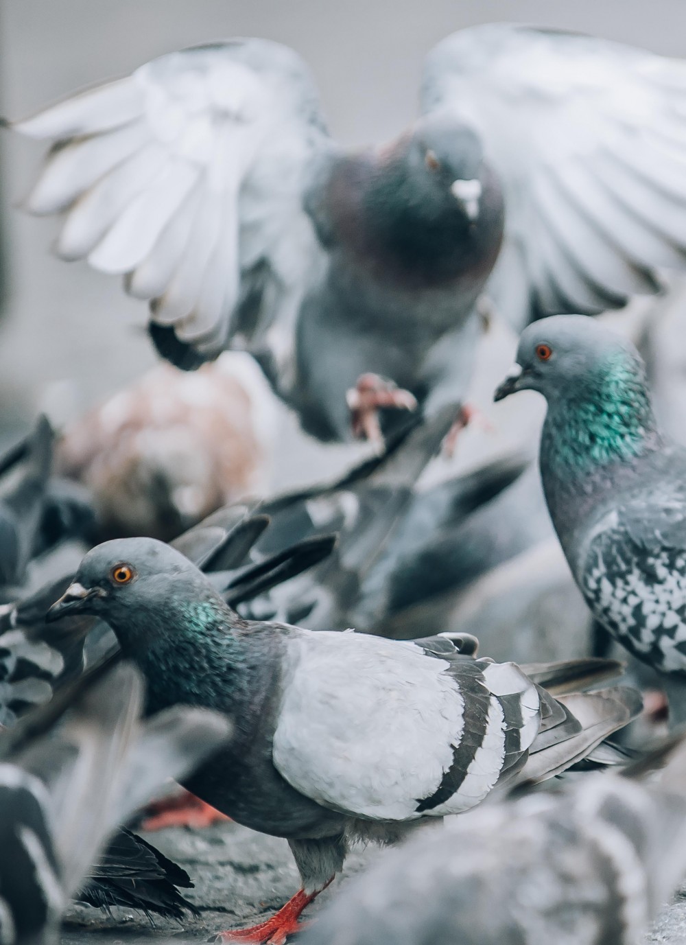 Efficiënte bestrijding bij overlast door vogels Efficiënte bestrijding bij overlast door vogels